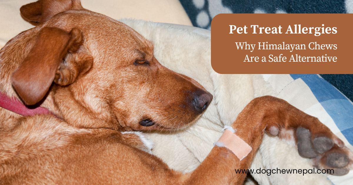 Pet Treat Allergies: Why Himalayan Chews Are a Safe Alternative ... - Herbal Dog Treats For Allergies